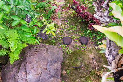 High angle view of flowering plants by trees