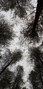 Low angle view of silhouette trees against sky