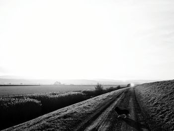 Scenic view of agricultural field against clear sky