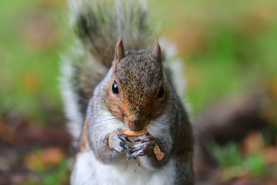 Close-up of squirrel eating outdoors