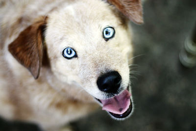 Close-up portrait of dog sticking out tongue outdoors