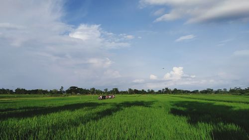 Scenic view of agricultural field against sky