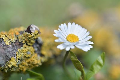 Close-up of white flowering plant