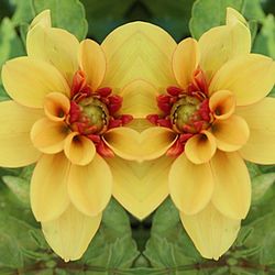 Close-up of yellow flowers blooming outdoors