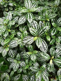 Full frame shot of green leaves