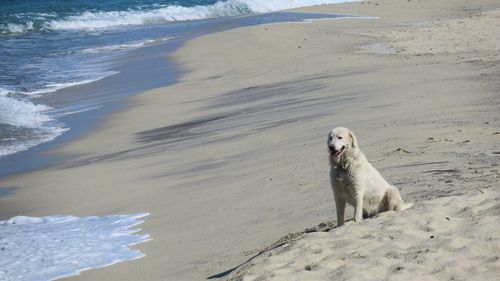 Dog on beach