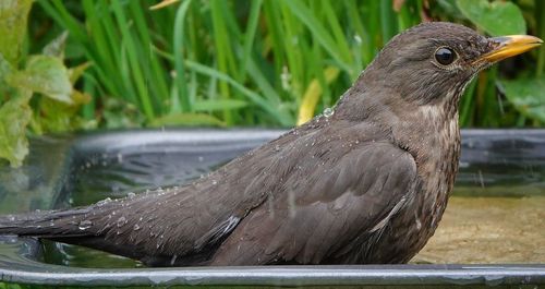 Close-up of a bird