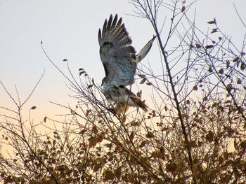 Low angle view of eagle flying in the sky