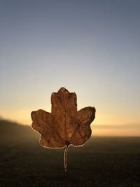 Close-up of dry maple leaf on land against sky during sunset