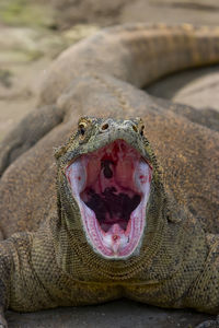 Close-up of comodo dragon at rinca floras