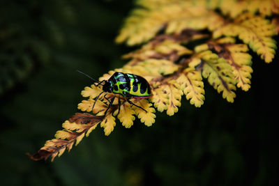 Close-up of butterfly pollinating on yellow flower