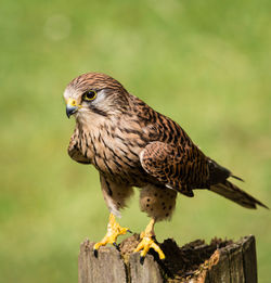 Close-up of bird perching on wall