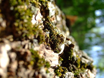 Close-up of plant against blurred background