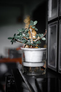 Potted plant on table