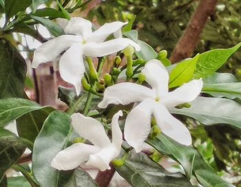 Close-up of white flowers blooming outdoors