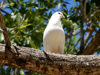 Close-up of bird perching on tree