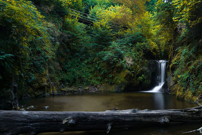 Scenic view of waterfall in forest