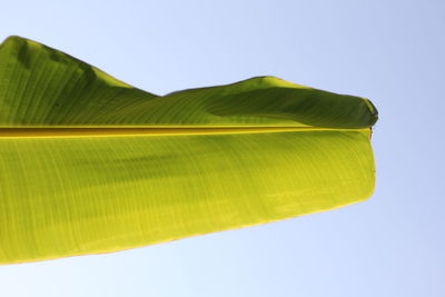 Low angle view of green leaves against clear sky