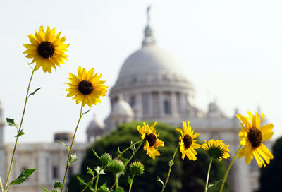 Close-up of yellow flowering plant against sky