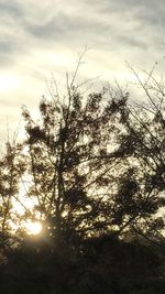 Low angle view of trees against sky