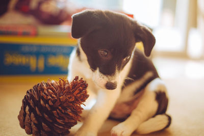 Close-up of a dog at home