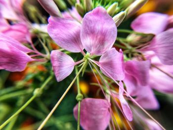 Close-up of flowers blooming outdoors