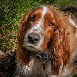 Portrait of brown irish setter on field