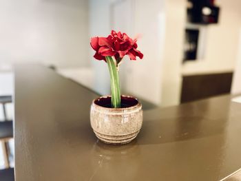 Close-up of potted plant on table