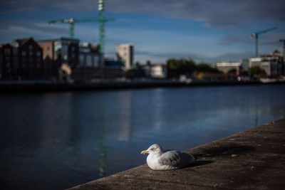 Seagull perching on retaining wall by river