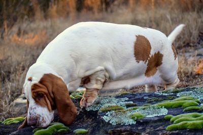 Dog walking on rock