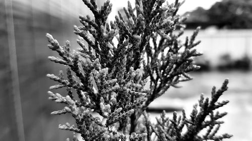 Close-up of pine tree during winter