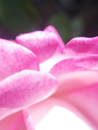 Close-up of pink rose flower