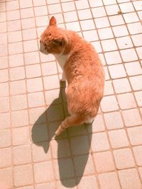 High angle view of a cat on footpath