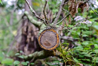 Fallen tree trunk in the woods with moss