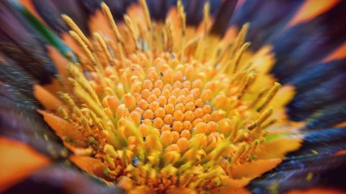 Close-up of yellow flowering plant