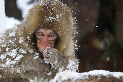 Close-up of a monkey in snow