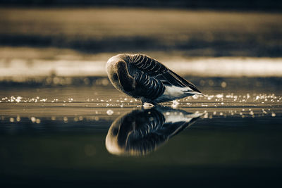 Close-up of goose