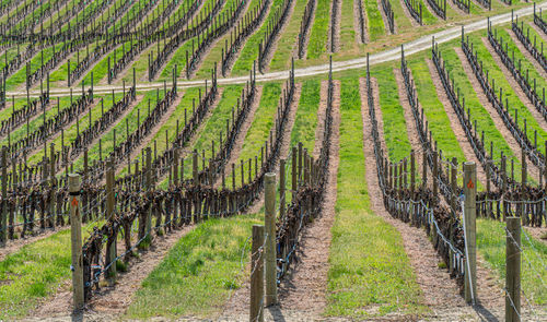 View of vineyard