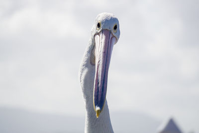 Close-up of a bird