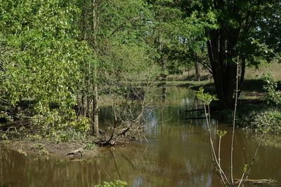 Scenic view of lake in forest