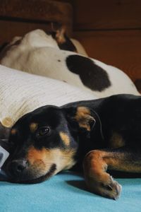 Close-up of dog resting on bed at home