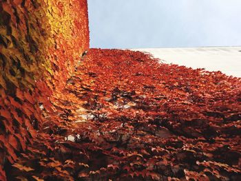 Low angle view of autumn tree against sky