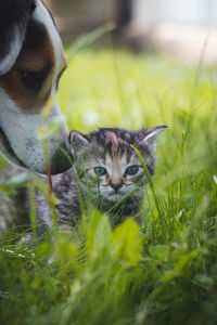 Little tabby kitten with blue eyes runs in the tall grass and discovers a new world with his eyes. 