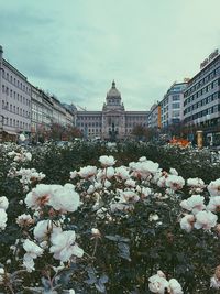 Flowers on snow covered buildings in city against sky