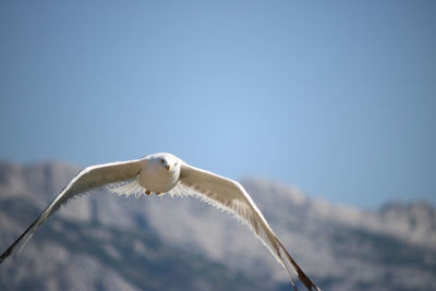 Low angle view of bird flying against clear sky