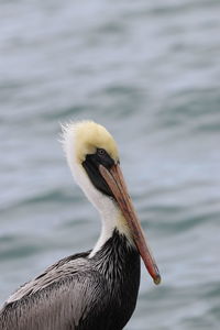 Close-up of pelican in lake