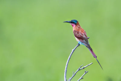 Close-up of bird perching on branch