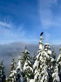 Low angle view of bird perching on snow