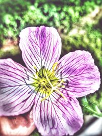 Close-up of pink flower blooming outdoors