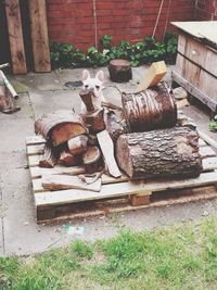 Stack of logs in field